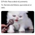 Memes de gatos mexicanos no. 5