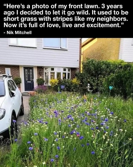 Let it wild - meme