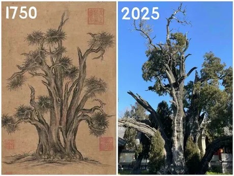 Same tree 275 years later - meme