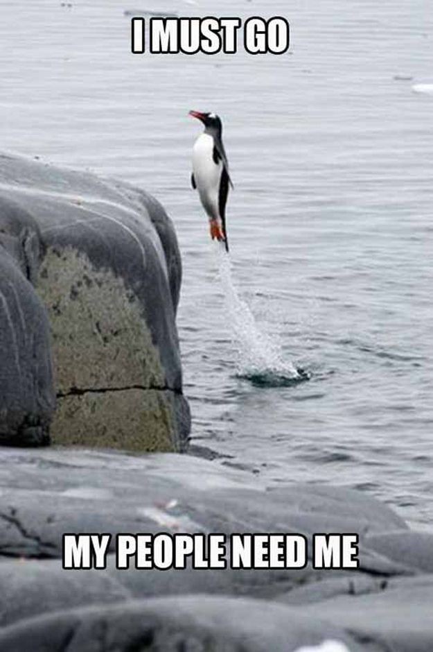 Penguin away - meme
