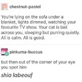 Don't be afraid of shia