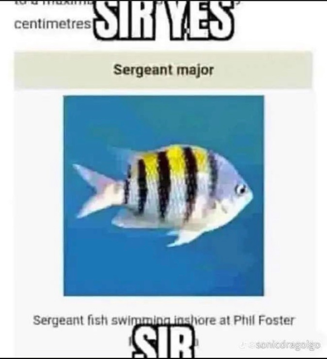 Sergeant on deck! - meme