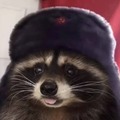 Communist raccoon