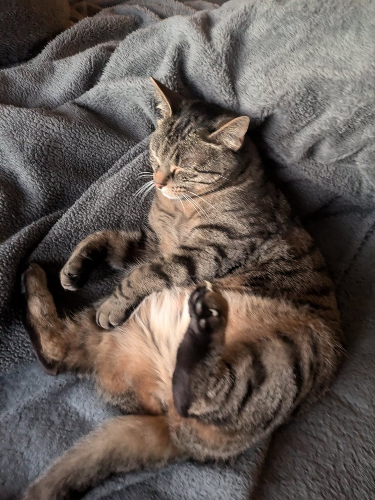 Cat - meme