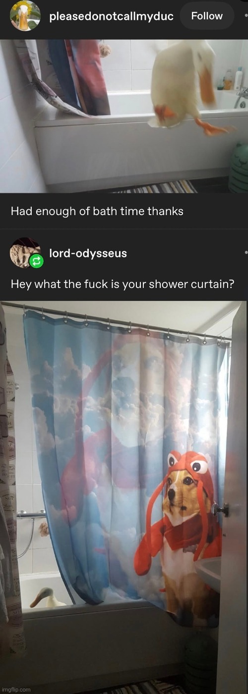 Duck said no more bath, curtain said wtf - meme