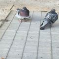 The Marylin Monroe of the pidgins