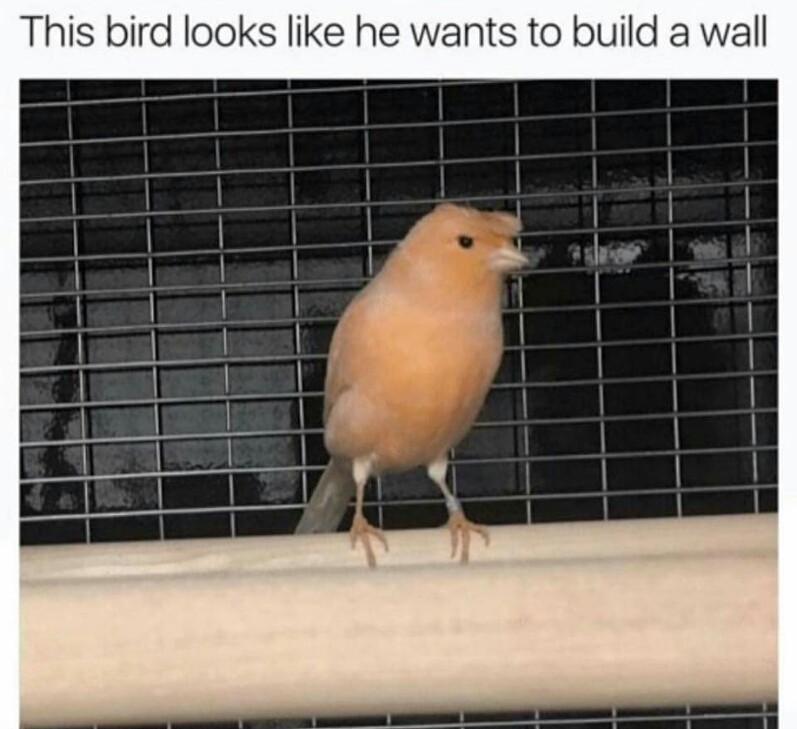 Bird 4 President - meme