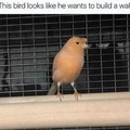 Bird 4 President