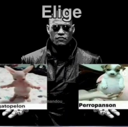 Elige pibe - meme