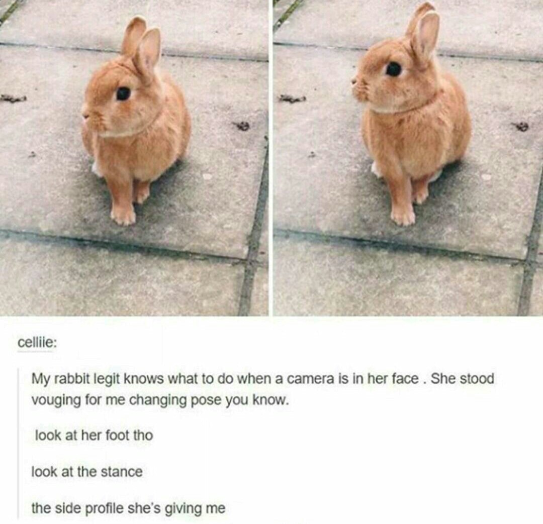 Photogenic bunny - meme
