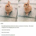 Photogenic bunny