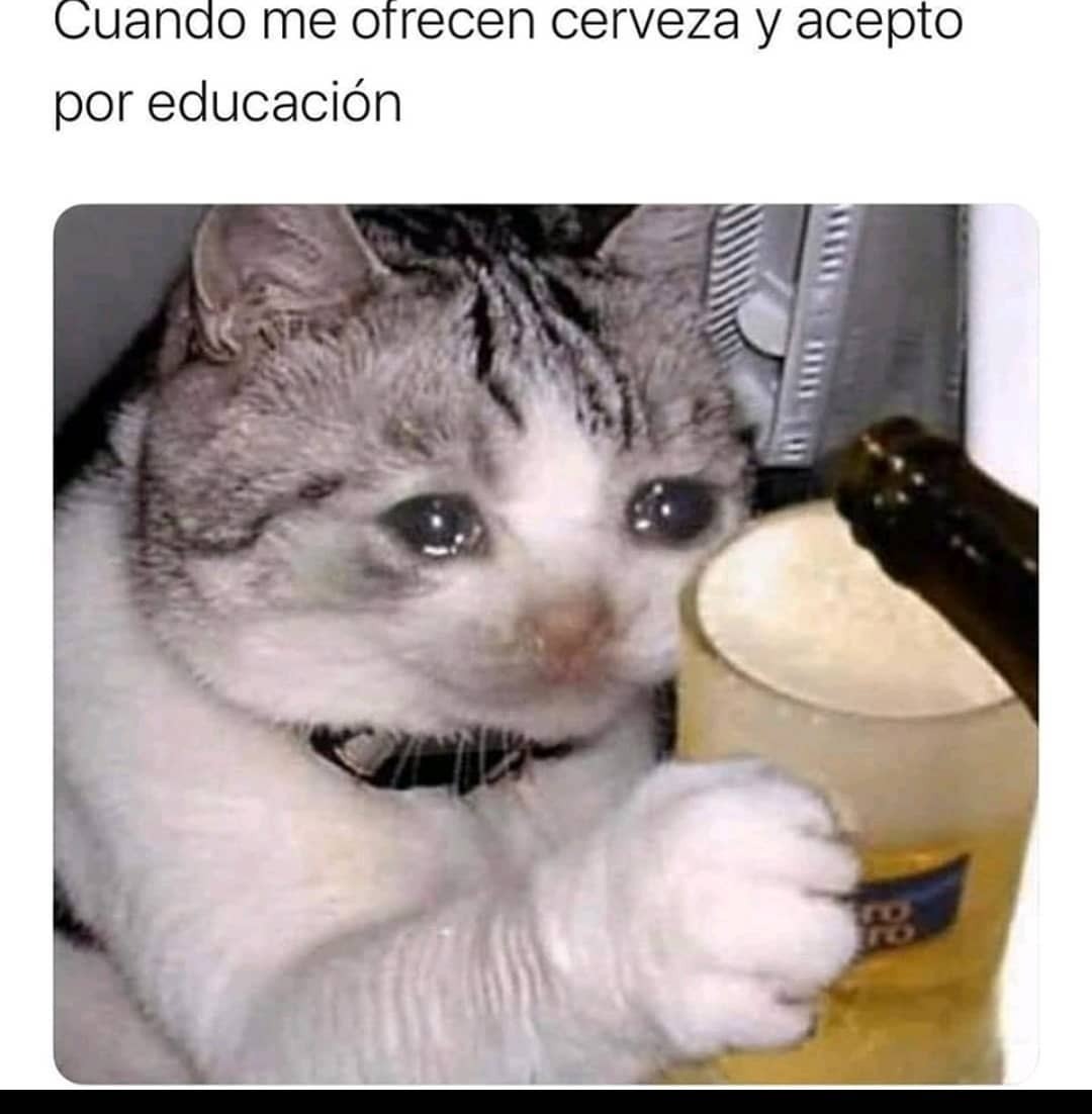 Meme Del Gato Triste