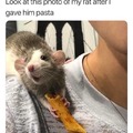 Italian rat