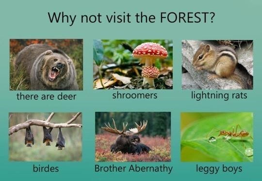 Forest in a nutshell - meme