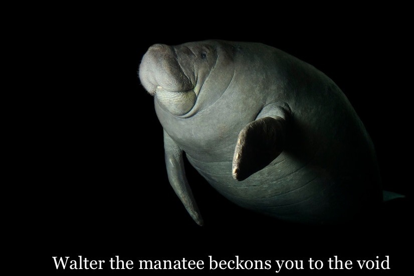 Walter the manatee beckons you to the void - meme