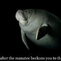Walter the manatee beckons you to the void