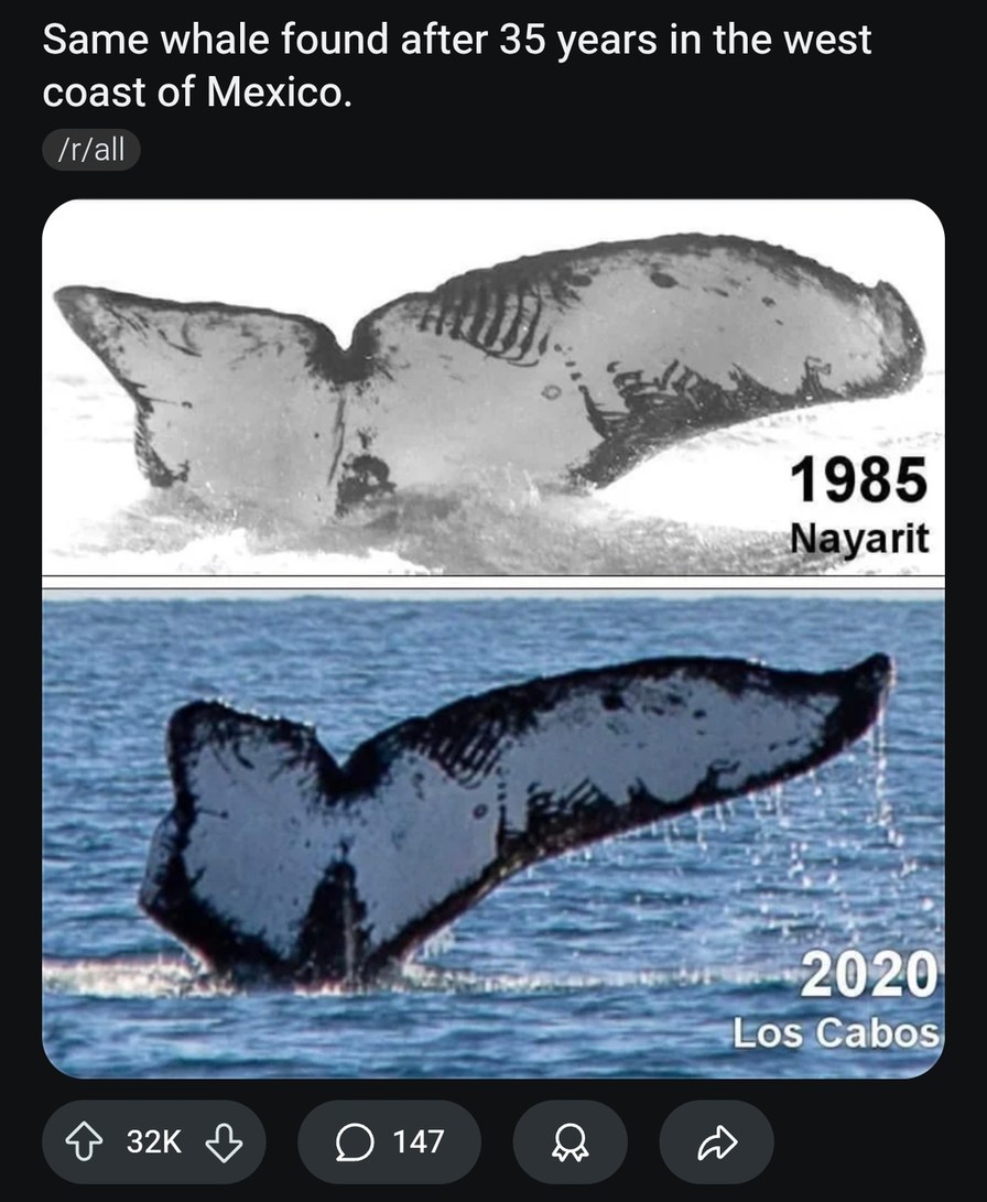 Same whale spotted after 35 years off Mexico coast - meme