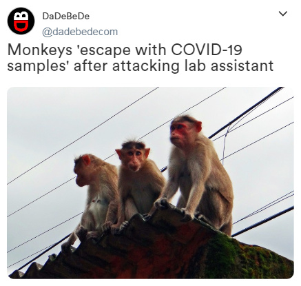 Monkeys 'escape with COVID-19 samples' after attacking lab assistant - meme
