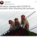 Monkeys 'escape with COVID-19 samples' after attacking lab assistant