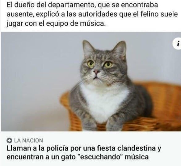 Cae gato por poner reggaetón a todo volumen en fiesta clandestina - meme