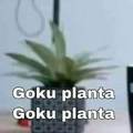goku planta
