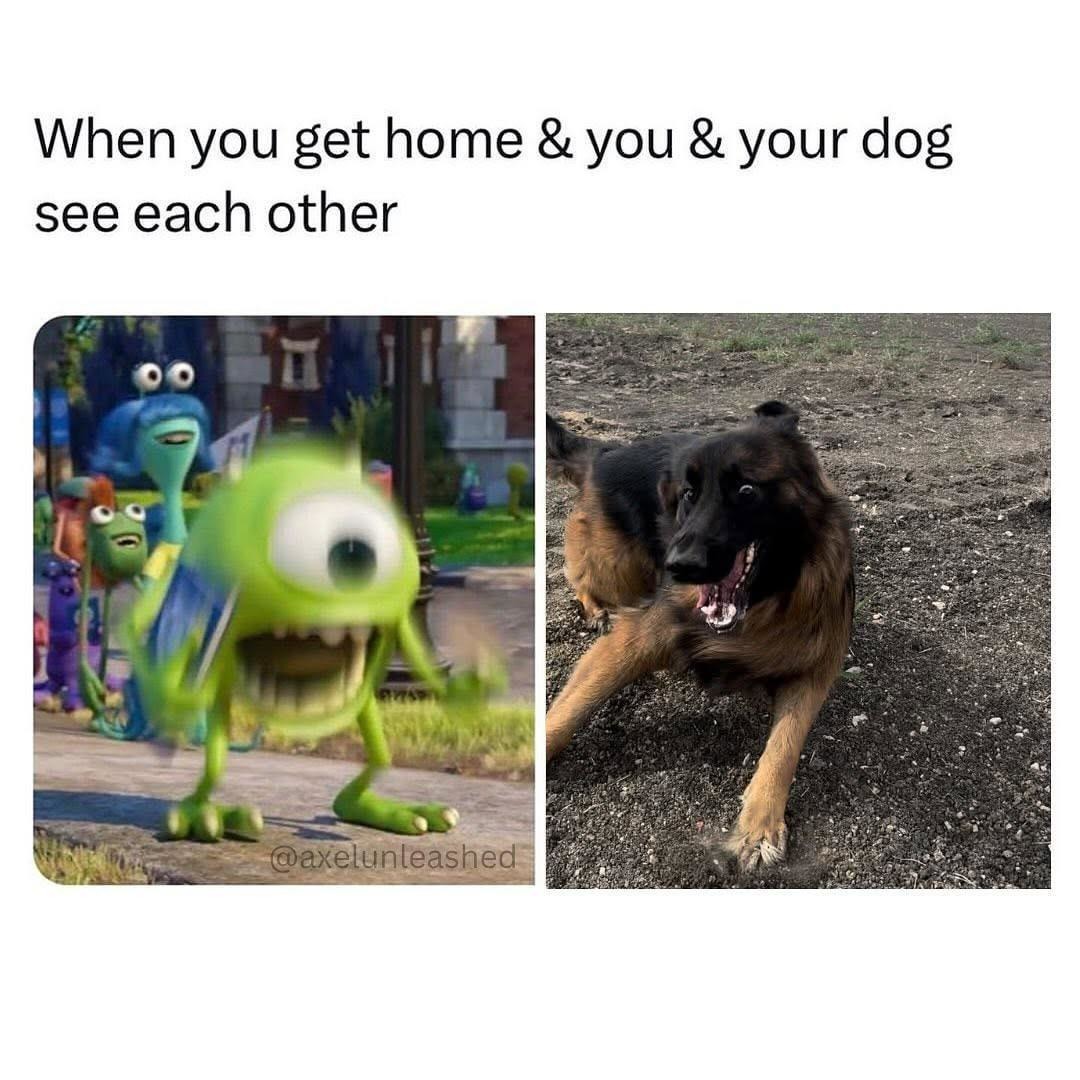When you and your dog lock eyes after a long day - meme