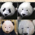 Pandas sem delineador