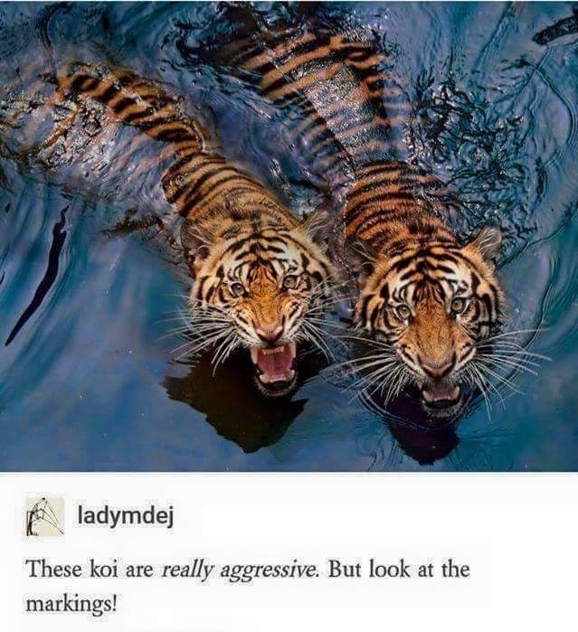 Koi - meme