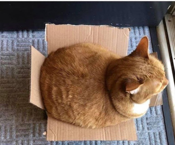 I don't get it. This box fit perfectly before quaruntine! - meme