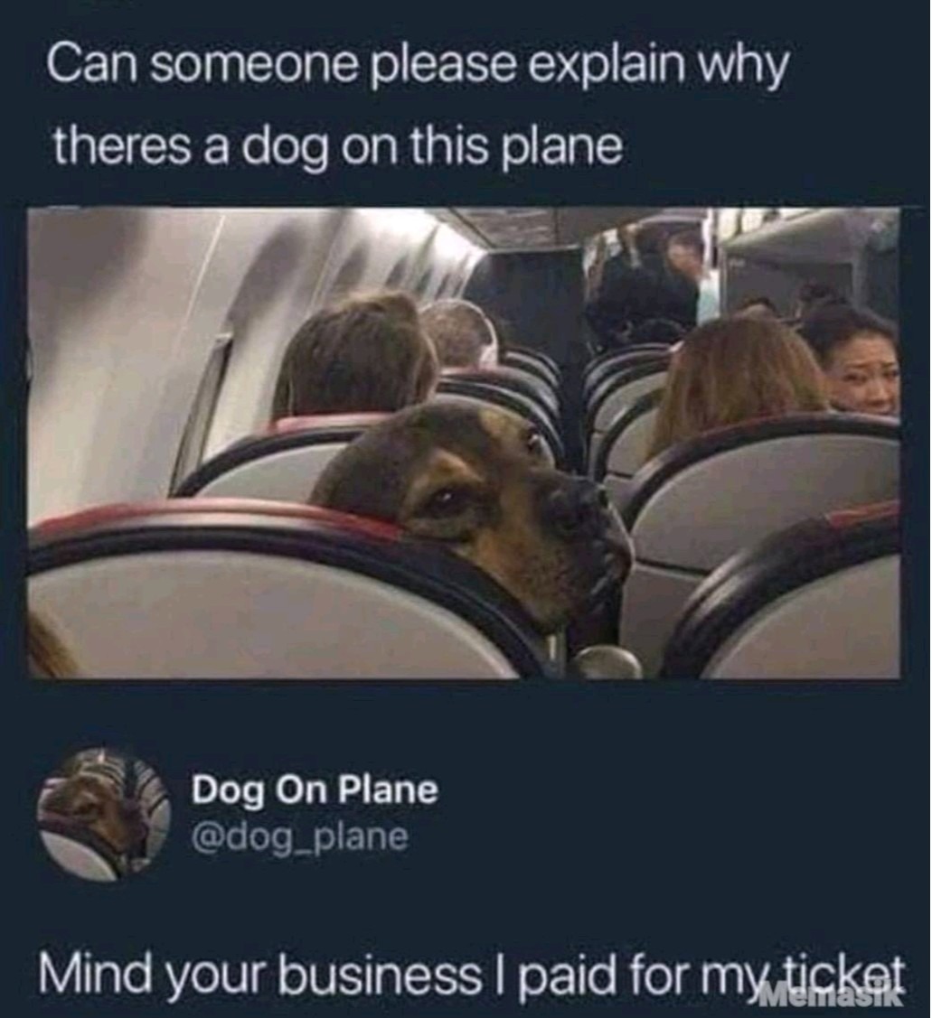 Dog on plane - meme