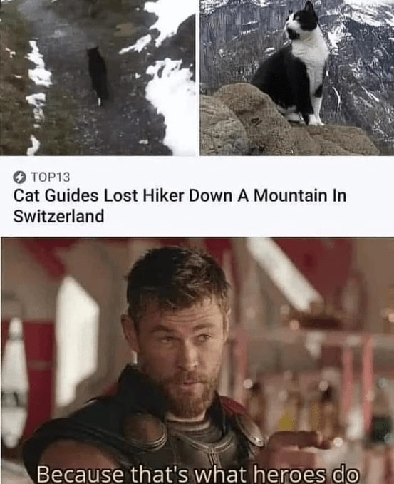 Wholesome cat news - meme