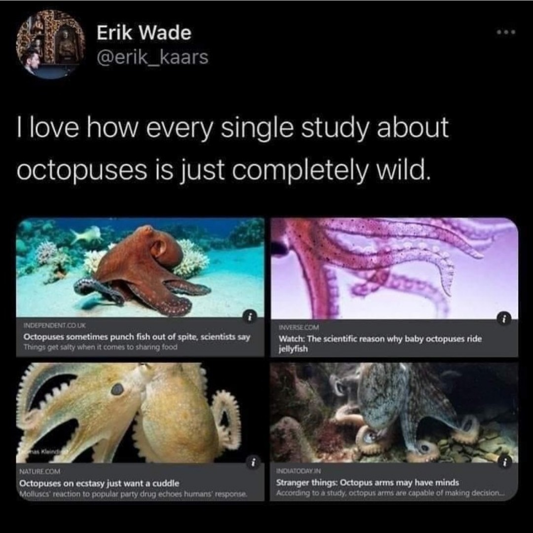 Octopus kinda like Florida man - meme