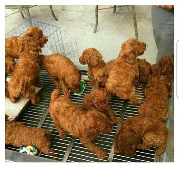Took me so long to realise they weren't chicken - meme