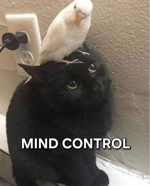 Mind you thoughts! - meme