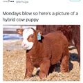 cow puppy