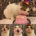 cat’s first birthday