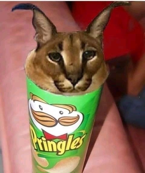 Pringles floppa - meme