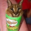 Pringles floppa