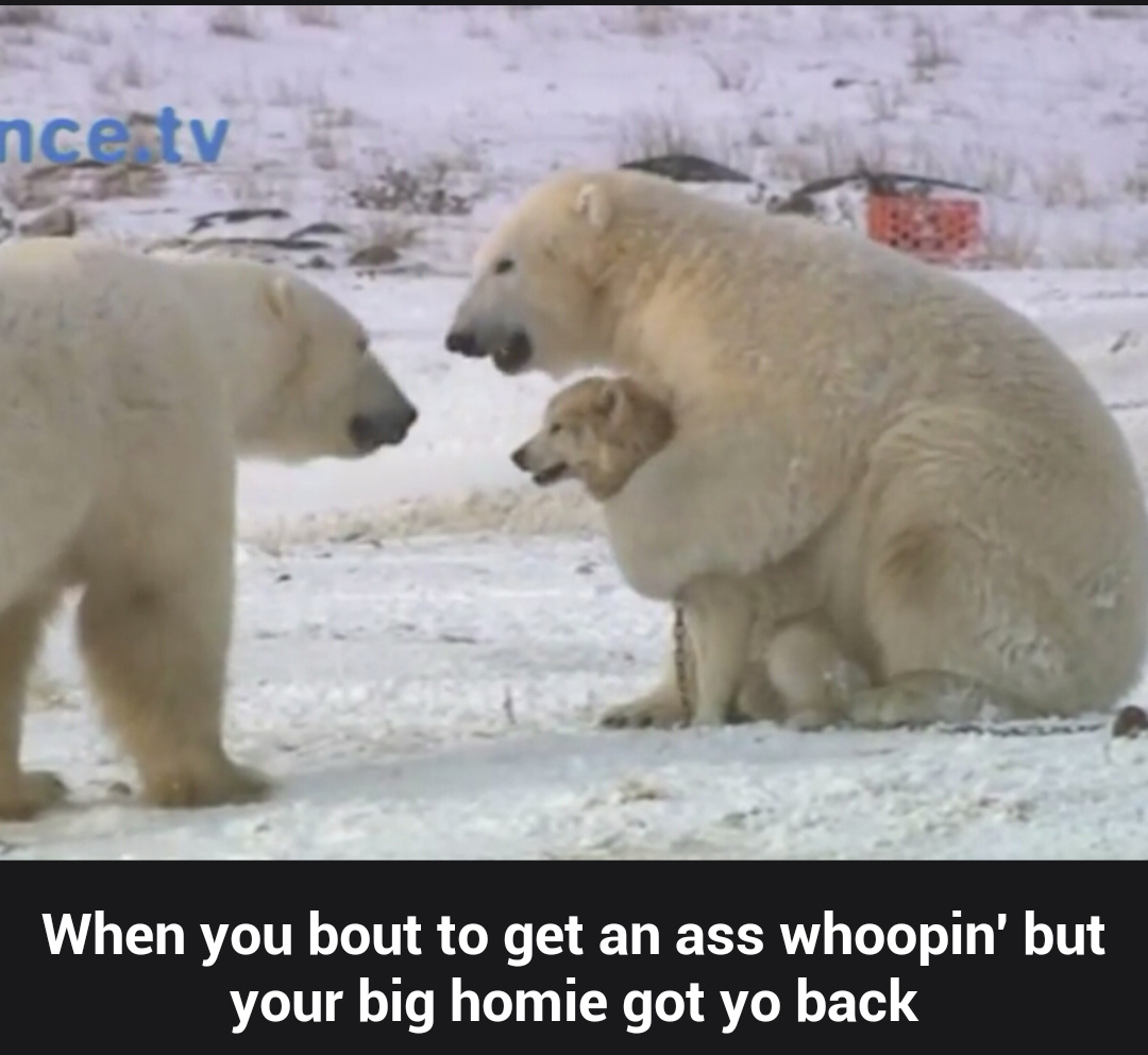 polar bears are the shit - meme