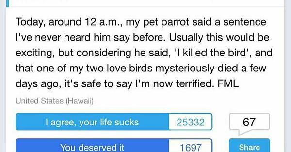 LMAO IF MY BIRD SAID THIS I WOULDN'T EVEN BE MAD - meme