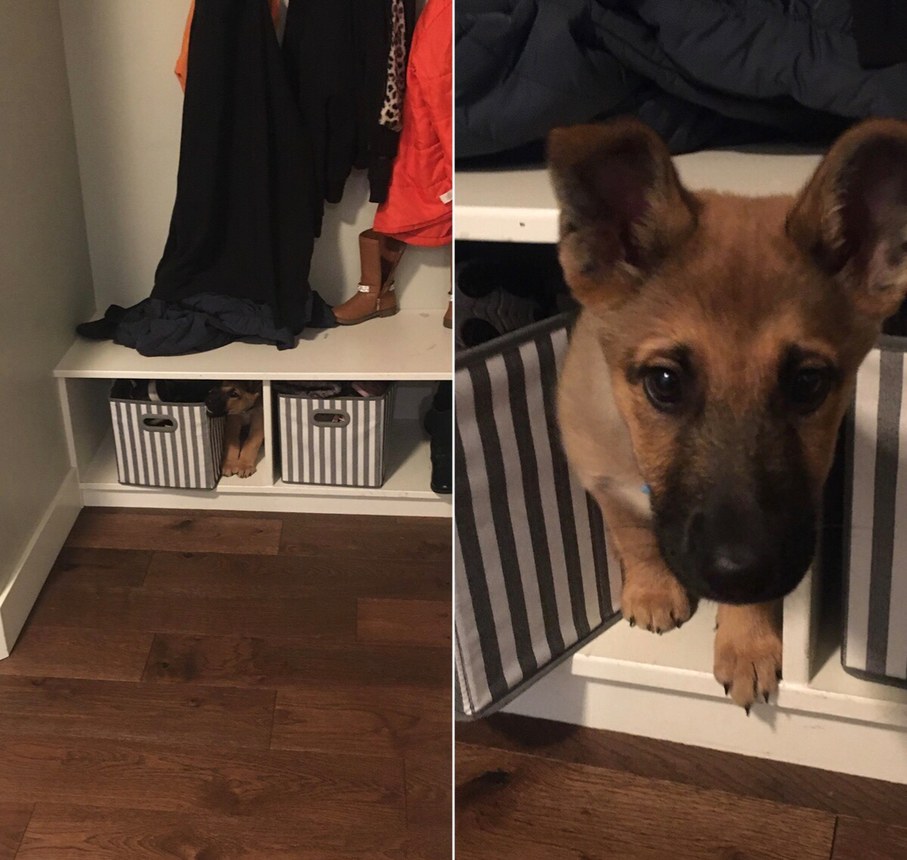 dog post 3: he found his new favorite hiding spot - meme