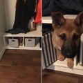 dog post 3: he found his new favorite hiding spot