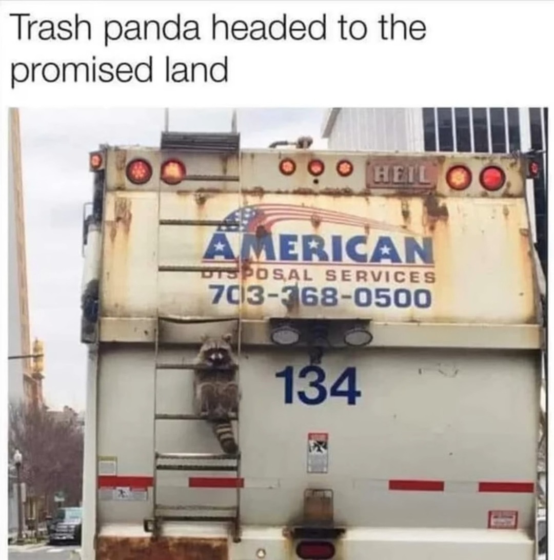 Trash panda - meme