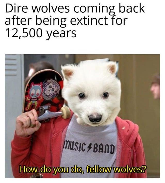 Dire wolves be like: how do you do, fellow wolves? - meme
