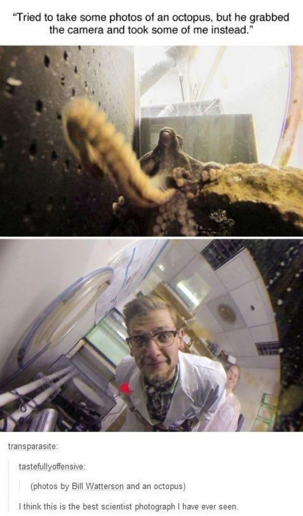 funny octopus and scientist meme