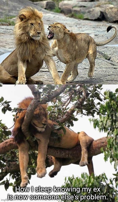 The best Lion memes :) Memedroid