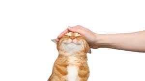 Happy cat - meme