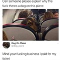 That dog is high was hell