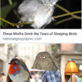 The Moth Meme Rises