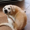 Posing doggo